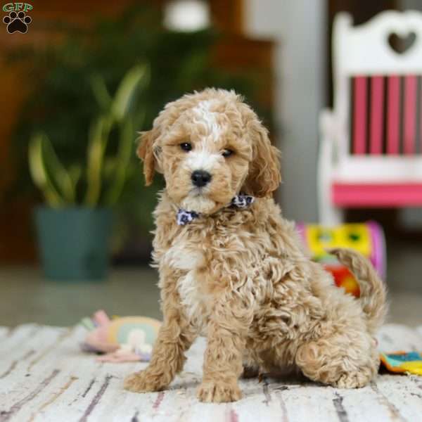 Drake, Mini Goldendoodle Puppy
